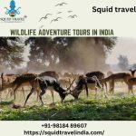 Sri lanka wildlife tours animal instinct hotels