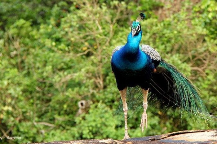 Wildlife adventure tours